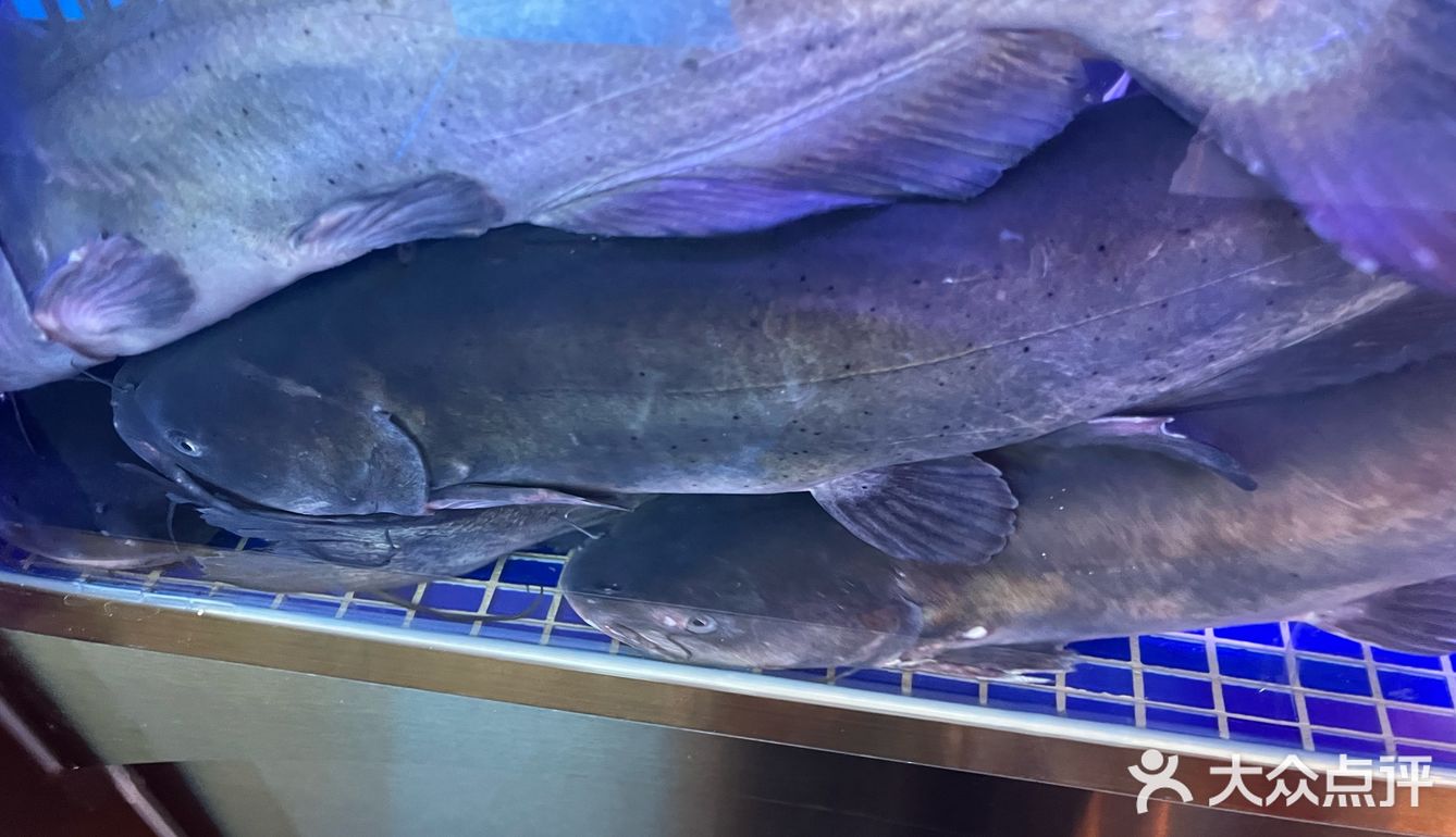 🍽️今天我要向大家推荐的是大河宴的椒麻鱼，真的