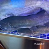 🍽️今天我要向大家推荐的是大河宴的椒麻鱼，真的