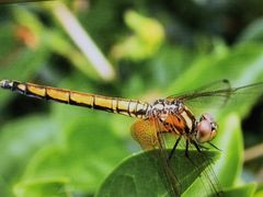 -上海昆虫博物馆