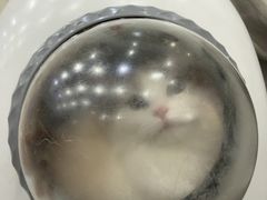 -四月宠物医院·猫专科·心脏专科·内科(转塘店)