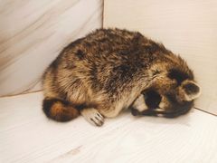 -浣熊柯尔鸭土拨鼠·电玩咖