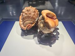 -贝壳王国博物馆