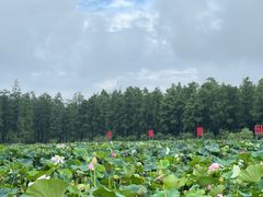 -渌洋湖湿地公园