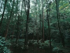 -虎跑公园