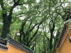 -普陀山风景名胜区-法雨禅寺