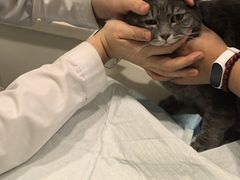 -艾吉宠物医院·疑难杂症转诊中心·猫友好(碧江路院)
