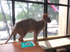 -more than meow吴止猫主题餐厅(承德 中船汇店)