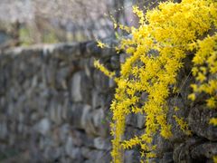 -泰山花样年华景区