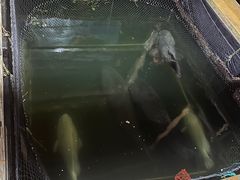 -蓝湾碧波·老字号·疍家非遗海上餐厅