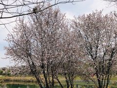 -两河城市森林公园