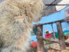 -青藏高原野生动物园