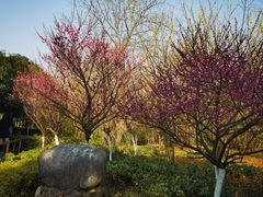 -八大山人梅湖景区
