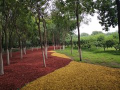 -大兴滨河森林公园