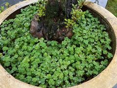 -庐山风景区花径公园