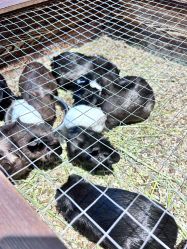 -酷嗒动物文化乐园(cutezoo西溪乐天城店)