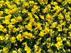 -新碧水留香新桑拿