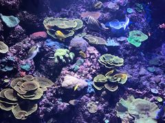 -新加坡海洋生态馆