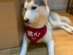 -Husky Go! 哈士奇体验馆·宠物咖啡厅狗咖