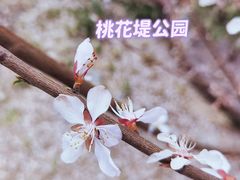 -桃花堤公园