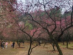 -武汉大学-樱园