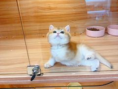 -猫十亿·布偶金渐层·曼基康矮脚猫舍(青年路店)