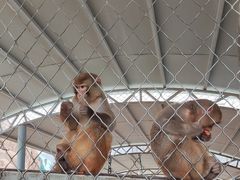 -西霞口神雕山野生动物世界