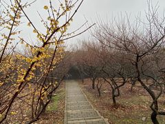 -香雪海