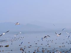 -深圳湾公园(南山区)
