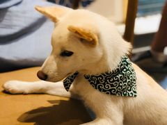 -柴务处·柴犬主题狗咖