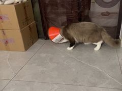 -乐派堂宠物医院·猫友好· 心脏科(东街店)