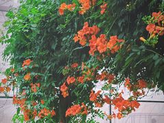 -前小桔亲子创意农场·草莓采摘·露营烧烤