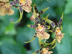 -上海辰山植物园