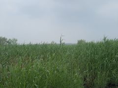 -绿堤公园