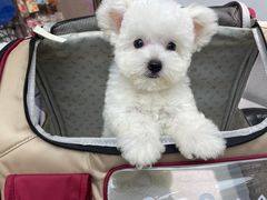 -FAELING PETS美天灵宠物(富力广场店)