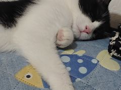 -宠颐生汉谟拉比宠物医院