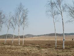 -莲花山花海