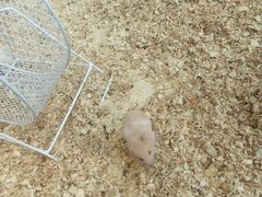 -怪兽屋·羊驼·猫咖·狗咖(俊华广场店)