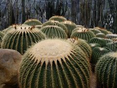 -深圳仙湖植物园