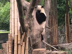 -都江堰中华大熊猫苑