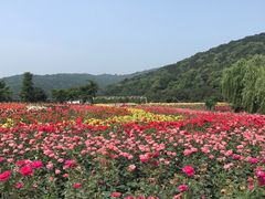 -龙寺生态园