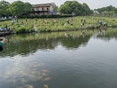 -大塘金香草谷