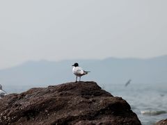 -栈桥景区