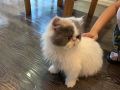 -吉丁鸟咖·异宠·寄养