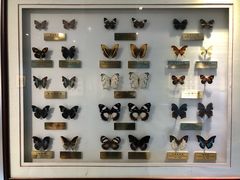 -上海昆虫博物馆