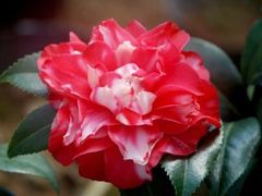 -大平台龙居瀑布旅游区