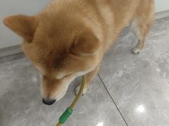 -瑞鹏宠物医院·骨外科·心肾科·肿瘤科(九亭店)