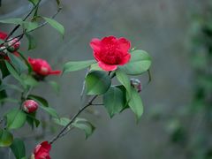 -白塘生态植物园