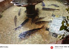 -万里闯关东铁锅炖菜馆(高新旗舰店)