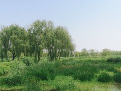 -大兴滨河森林公园