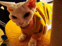 -猫腻·猫咖·撸猫馆(星光大道店)